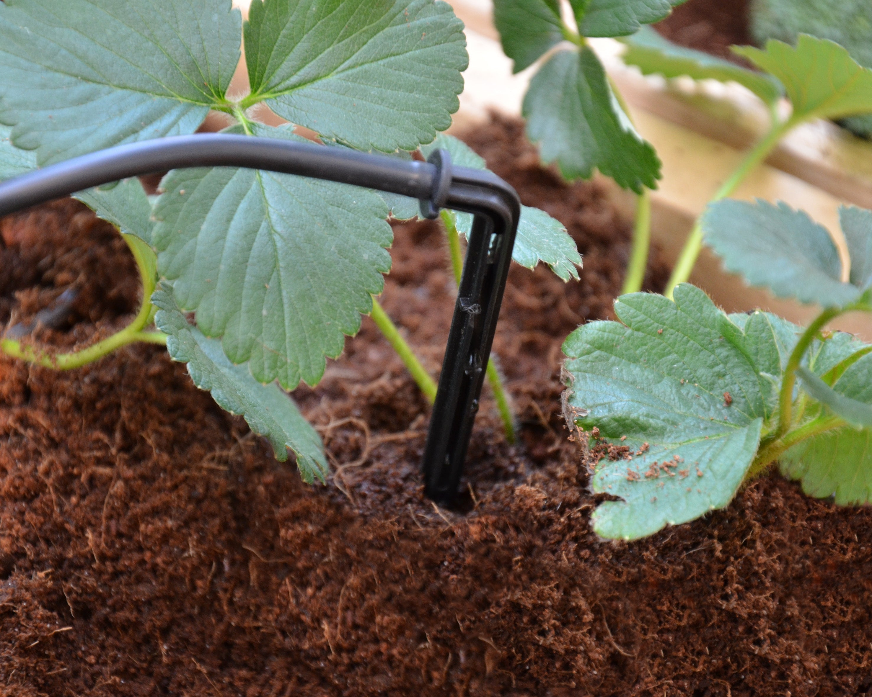 Canopia By Palram Drip Irrigation Kit