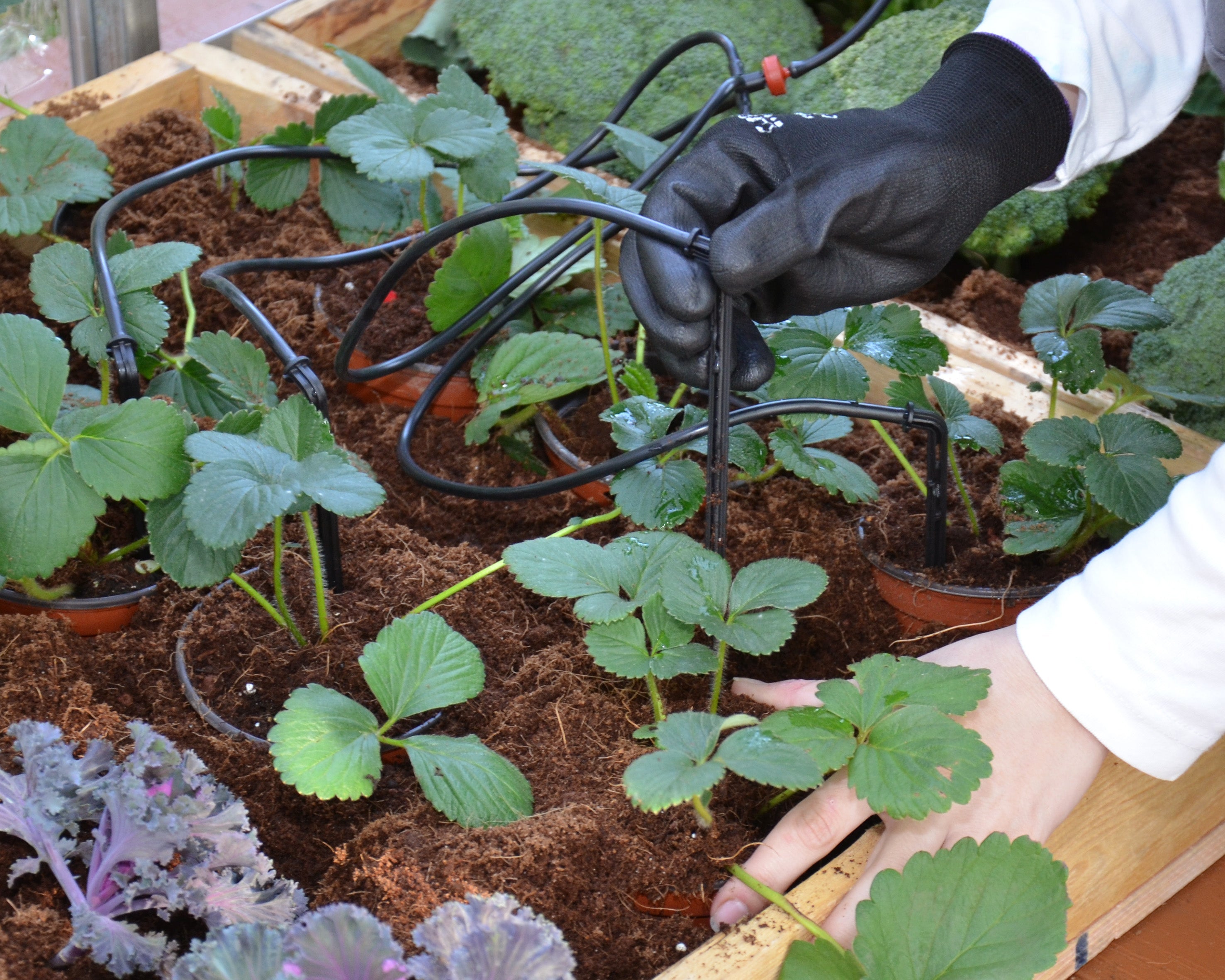 Canopia By Palram Drip Irrigation Kit